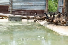 Duck Farm 이미지 (501665425) - 게티이미지뱅크 Duck Farm