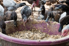 Duck Farm 이미지 (501648881) - 게티이미지뱅크 Duck Farm