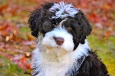Portuguese Water Dog Puppy in Fall Leaves 이미지 (465592283) - 게티이미지뱅크 Portuguese Water Dog Puppy in Fall Leaves