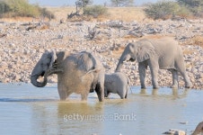 Elephant family at Okaukeujo 이미지 (517448383) - 게티이미지뱅크 Elephant family at Okaukeujo