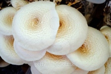 white mushroom group in farm 이미지 (487444959) - 게티이미지뱅크 white mushroom group in farm