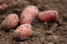New potatoes freshly dug 이미지 (469050147) - 게티이미지뱅크 New potatoes freshly dug