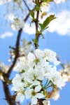 Cherry blossoms on the blue background 이미지 (480435305) - 게티이미지뱅크 Cherry blossoms on the blue background