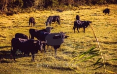 Spanish Fighting Bulls in warm sunset 이미지 (463782051) - 게티이미지뱅크 Spanish Fighting Bulls in warm sunset