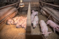 Little pigs 이미지 (484623285) - 게티이미지뱅크 Little pigs
