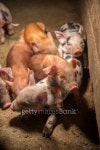 Little baby pigs 이미지 (482324595) - 게티이미지뱅크 Little baby pigs
