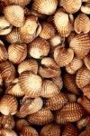 shell background 이미지 (474196689) - 게티이미지뱅크 shell background