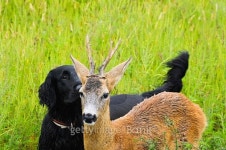 Friendship between dog and deer 이미지 (515786751) - 게티이미지뱅크 Friendship between dog and deer