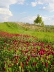 Landscape with Red Clover 이미지 (493763709) - 게티이미지뱅크 Landscape with Red Clover