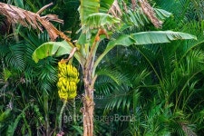 Ripe Yellow Bananas on a Tree 이미지 (526041887) - 게티이미지뱅크 Ripe Yellow Bananas on a Tree