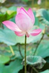 Pink lotus (waterlily) flower blooming in pond 이미지 (487571583) - 게티이미지뱅크 Pink lotus (waterlily) flower blooming in pond
