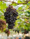 bunches of red grapes hang from vine, in vineyard. 이미지 (494563389) - 게티이미지뱅크 bunches of red grapes hang from vine... 