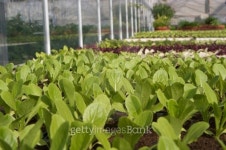 Seedlings growing in the glasshouses, Abu Dhabi Organic Farm 이미지 (465322555) - 게티이미지뱅크 Seedlings growing in the... 