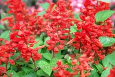 red little flowers 이미지 (488275917) - 게티이미지뱅크 red little flowers