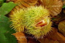 Sweet Chestnut 이미지 (526960293) - 게티이미지뱅크 Sweet Chestnut
