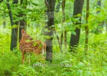 Whitetail Deer Fawn 이미지 (503784069) - 게티이미지뱅크 Whitetail Deer Fawn