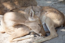 Portrait of Sambar Deer, Thailand 이미지 (505602443) - 게티이미지뱅크 Portrait of Sambar Deer, Thailand