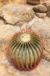 Cactus 이미지 (491726713) - 게티이미지뱅크 Cactus