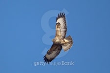 Common or Eurasian Buzzard in flight 이미지 (514990679) - 게티이미지뱅크 Common or Eurasian Buzzard in flight
