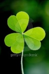 Green three leaf clover 이미지 (475065205) - 게티이미지뱅크 Green three leaf clover