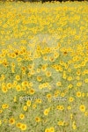 Sonnenblume 이미지 (465308491) - 게티이미지뱅크 Sonnenblume