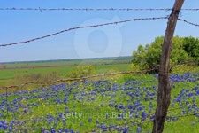 Texas Bluebonnet field 이미지 (486836145) - 게티이미지뱅크 Texas Bluebonnet field