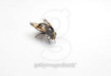 Beautiful and bright wasp on a white background 이미지 (494396775) - 게티이미지뱅크 Beautiful and bright wasp on a white... 