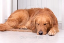 Golden Retriever do 이미지 (488391577) - 게티이미지뱅크 Golden Retriever do