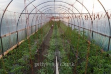 Greenhouse Organic Farm 이미지 (470164787) - 게티이미지뱅크 Greenhouse Organic Farm