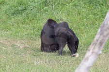 The western lowland gorilla (Gorilla gorilla) 이미지 (515768249) - 게티이미지뱅크 The western lowland gorilla (Gorilla gorilla)