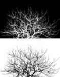 Dead tree black and white 이미지 (510743559) - 게티이미지뱅크 Dead tree black and white