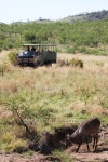 Waterbuck gamedrive 이미지 (514800589) - 게티이미지뱅크 Waterbuck gamedrive