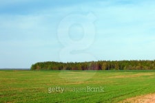 Spring green field of crops and grove 이미지 (477754057) - 게티이미지뱅크 Spring green field of crops and grove