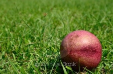 Cerbera oddloam fruit 이미지 (477566755) - 게티이미지뱅크 Cerbera oddloam fruit