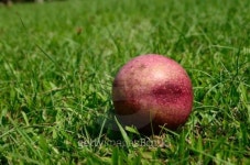 Cerbera oddloam fruit 이미지 (477607367) - 게티이미지뱅크 Cerbera oddloam fruit