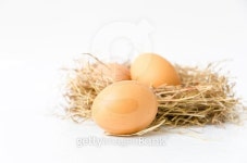eggs in nest on white background 이미지 (509171453) - 게티이미지뱅크 eggs in nest on white background