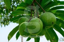 Cerbera oddloam fruit 이미지 (477629623) - 게티이미지뱅크 Cerbera oddloam fruit