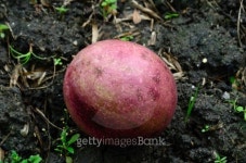Cerbera oddloam fruit 이미지 (477578219) - 게티이미지뱅크 Cerbera oddloam fruit