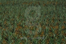 Pineapple Plantation-Costa Rica 이미지 (495605023) - 게티이미지뱅크 Pineapple Plantation-Costa Rica