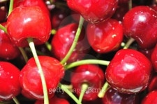 Texture from group of red ripe cherries 이미지 (474902735) - 게티이미지뱅크 Texture from group of red ripe cherries