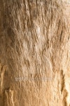 texture wood08 이미지 (467878491) - 게티이미지뱅크 texture wood08
