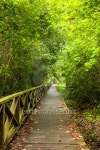 Boardwalk in dense rainforest 이미지 (499002035) - 게티이미지뱅크 Boardwalk in dense rainforest