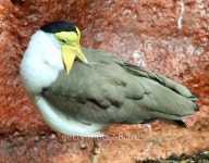 Masked Lapwing 이미지 (493280853) - 게티이미지뱅크 Masked Lapwing