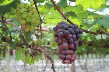 Vineyard 이미지 (503378889) - 게티이미지뱅크 Vineyard