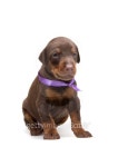 Doberman puppy in violet ribbon, isolated on white 이미지... 게티이미지뱅크 Doberman puppy in violet ribbon, isolated on... 