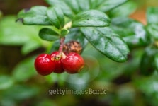 berries 이미지 (511350345) - 게티이미지뱅크 berries