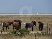 horses 이미지 (515451107) - 게티이미지뱅크 horses