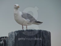 mÃ¶we 이미지 (509753405) - 게티이미지뱅크 mÃ¶we