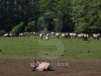 herde 이미지 (496880299) - 게티이미지뱅크 herde