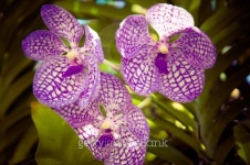 Orchids 이미지 (475336897) - 게티이미지뱅크 Orchids